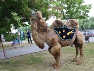 Nemzetközi gulyásfőzésen vett részt az MKP